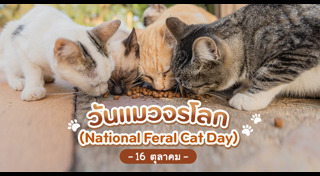 แมวจรจัด