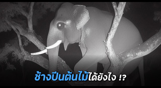 ปีนต้นไม้