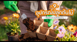 ปลูกต้นไม้