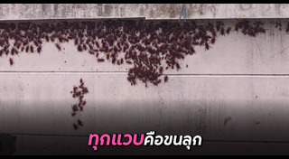 แมลงสาบ