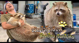 แรคคูน