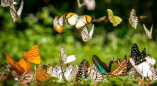 ที่เที่ยวเพชรบุรี