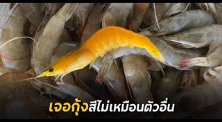 กุ้ง