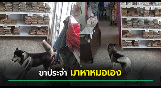 ไซบีเรียน ฮัสกี้