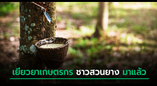 สวนยางพารา