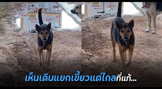 หมากัดคน