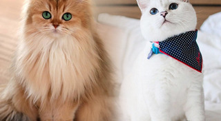 รูปแมวตลกๆ