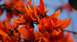 ทองพันชั่ง