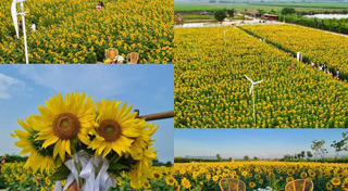 ทุ่งทานตะวัน