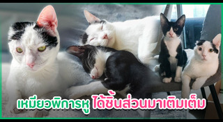 แมวพิการ