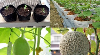 แคนตาลูป