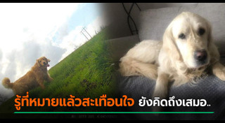 สุนัขหาย