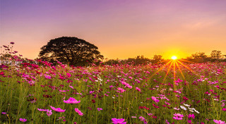 จิม ทอมป์สัน ฟาร์ม