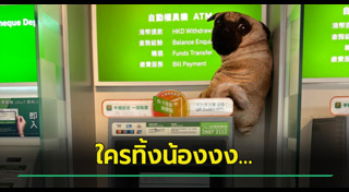 สุนัขถูกทิ้ง