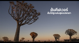 พืชแปลก