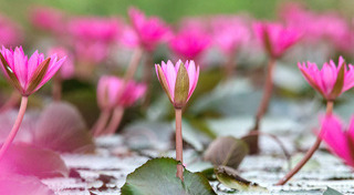 ทุ่งดอกไม้