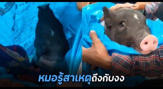หมูแคระ