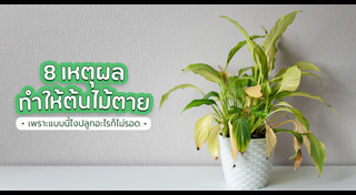 ต้นไม้ปลูกกลางแจ้ง