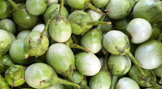 มะเขือเปราะ