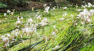 ที่เที่ยวพังงา