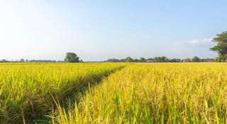 เกษตรกร