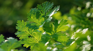 ปลูกผักสวนครัว