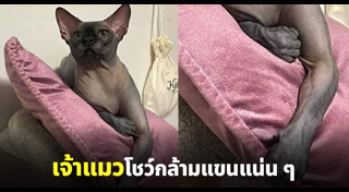 แมวสฟิงซ์