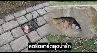 ศิลปะข้างถนน
