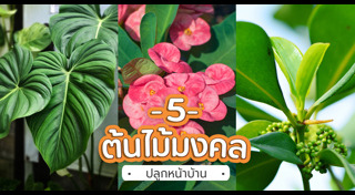 จัดสวน