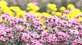 เทศกาลท่องเที่ยว