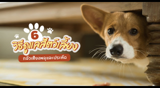 วิธีดูแลสัตว์เลี้ยง