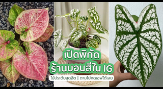 ตลาดต้นไม้