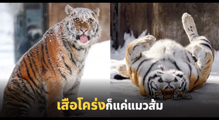 เสือโคร่งไซบีเรีย