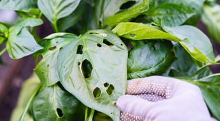 วิธีกำจัดแมลง