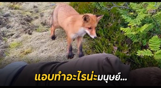 สุนัขจิ้งจอก