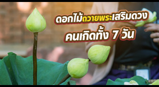 ดอกไม้