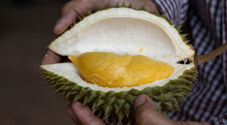 สวนผลไม้