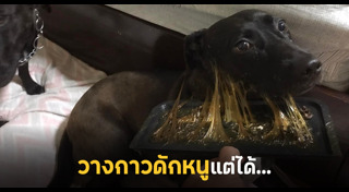 กับดักหนู