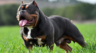 พันธุ์สุนัข