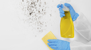 เชื้อรา