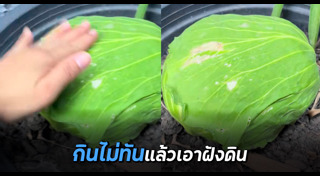 ปลูกผัก