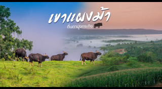 วังน้ำเขียว