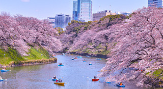 ซากุระญี่ปุ่น