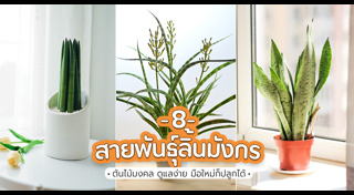 ต้นไม้ปลูกในบ้าน