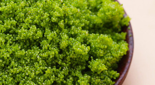 ผักพื้นบ้าน