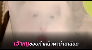 หนูแฮมสเตอร์