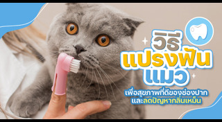 วิธีเลี้ยงแมว