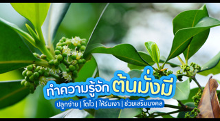 ต้นไม้ปลูกกลางแจ้ง