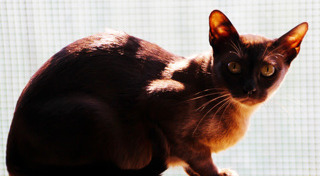 พันธุ์แมว