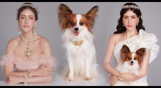 สุนัขทรงเลี้ยง